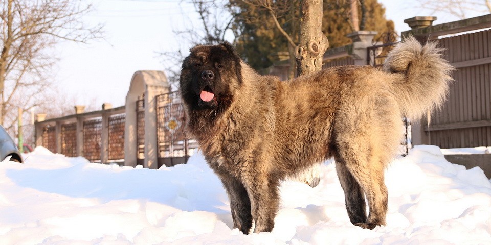 cachorro Pastor Caucásico