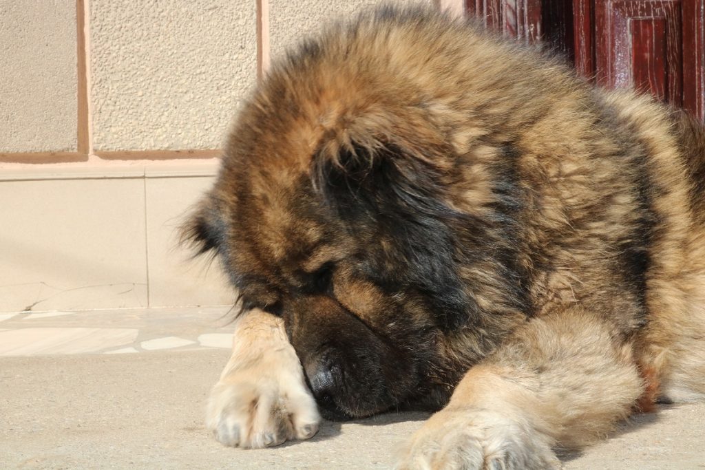 Microchip para Perros Pastor Caucásico